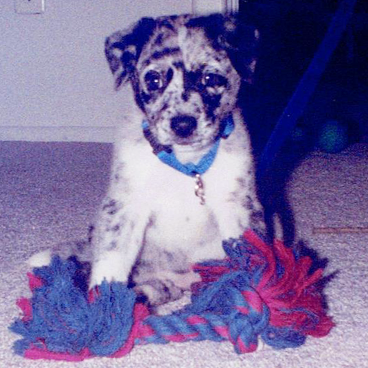 Cherish as a Puppy Treasure